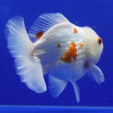 画像9: タイ産　更紗オランダ　ショートボディ　14cm± (9)
