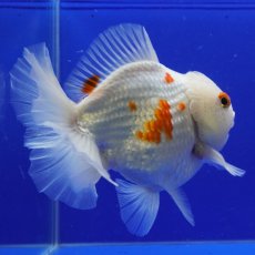 画像2: タイ産　更紗オランダ　ショートボディ　14cm± (2)