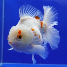 画像3: タイ産　更紗オランダ　ショートボディ　14cm± (3)