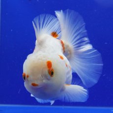 画像7: タイ産　更紗オランダ　ショートボディ　14cm± (7)
