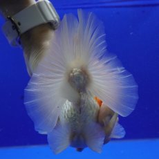 画像10: タイ産　更紗オランダ　ショートボディ　14cm± (10)