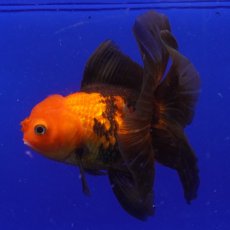 画像7: ハーフムーンオランダ　赤黒　18cm± (7)