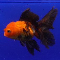 画像3: ハーフムーンオランダ　赤黒　18cm± (3)