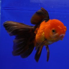 画像2: ハーフムーンオランダ　赤黒　18cm± (2)
