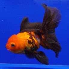 画像1: ハーフムーンオランダ　赤黒　18cm± (1)