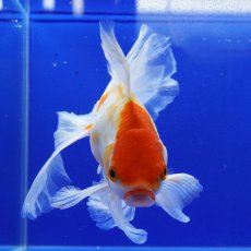 画像3: タイ産　ハーフムーンオランダ　更紗　18cm± (3)