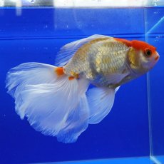 画像2: タイ産　ハーフムーンオランダ　更紗　18cm± (2)