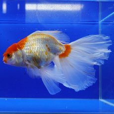 画像4: タイ産　ハーフムーンオランダ　更紗　18cm± (4)