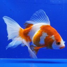 画像8: タイ産　ハーフムーンオランダ　更紗　18cm± (8)