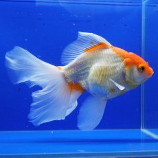 画像11: ハーフムーンオランダ　更紗　18cm± (11)