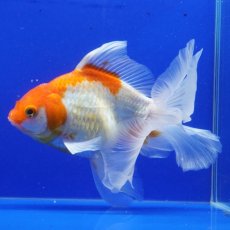 画像6: ハーフムーンオランダ　更紗　18cm± (6)