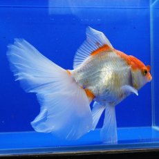 画像10: ハーフムーンオランダ　更紗　18cm± (10)