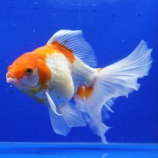 画像9: ハーフムーンオランダ　更紗　18cm± (9)