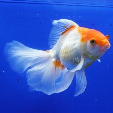 画像2: ハーフムーンオランダ　更紗　18cm± (2)