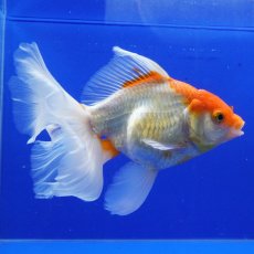画像8: ハーフムーンオランダ　更紗　18cm± (8)