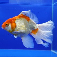 画像7: ハーフムーンオランダ　更紗　18cm± (7)