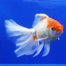 画像5: ハーフムーンオランダ　更紗　18cm± (5)