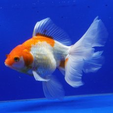 画像4: ハーフムーンオランダ　更紗　18cm± (4)