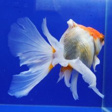 画像3: ハーフムーンオランダ　更紗　18cm± (3)