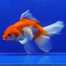 画像2: ハーフムーンオランダ　更紗　18cm± (2)