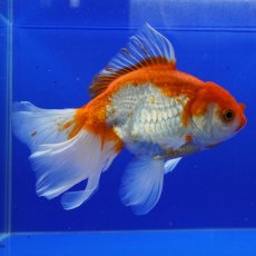 画像8: ハーフムーンオランダ　更紗　18cm± (8)