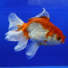 画像7: ハーフムーンオランダ　更紗　18cm± (7)