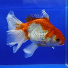 画像6: ハーフムーンオランダ　更紗　18cm± (6)