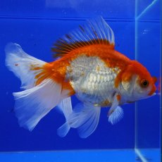 画像1: ハーフムーンオランダ　更紗　18cm± (1)