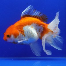画像5: ハーフムーンオランダ　更紗　18cm± (5)