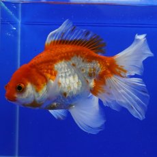 画像4: ハーフムーンオランダ　更紗　18cm± (4)