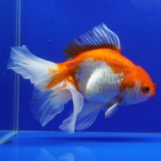 画像3: ハーフムーンオランダ　更紗　18cm± (3)