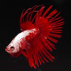 画像4: CT　レッドサムライ (4)
