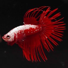 画像8: CT　レッドサムライ (8)