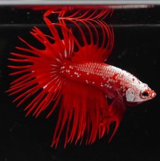 画像7: CT　レッドサムライ (7)