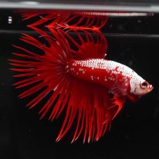 画像5: CT　レッドサムライ (5)