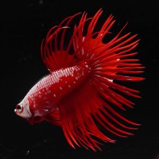 画像6: CT　レッドサムライ (6)