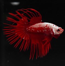 画像3: CT　レッドサムライ (3)