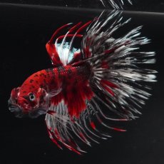 画像3: CT　鯉 (3)