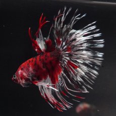 画像9: CT　鯉 (9)