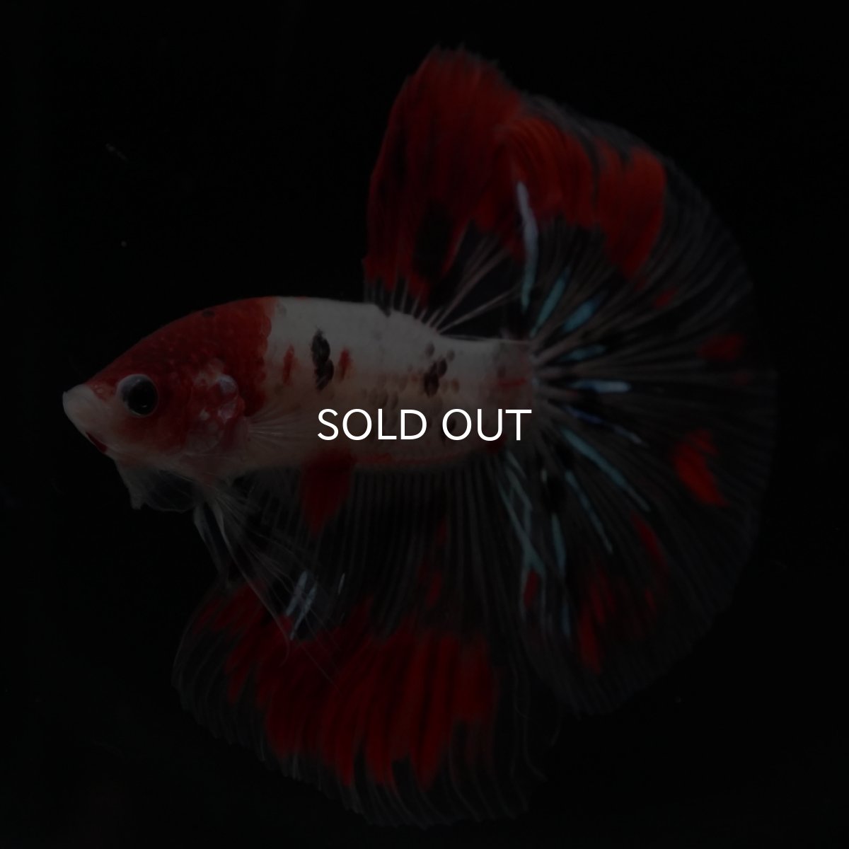 画像5: HM　鯉　クリアフィン (5)