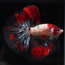 画像4: HM　鯉　クリアフィン (4)