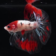 画像7: HM　鯉　クリアフィン (7)