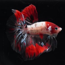 画像6: HM　鯉　クリアフィン (6)