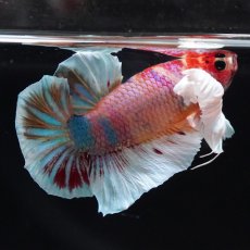 画像10: HMPKダンボ　キャンディ (10)