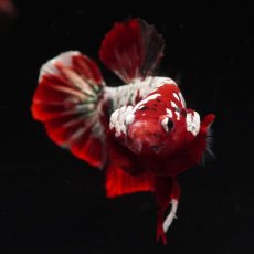 画像3: HMPK　レッドギャラクシー (3)