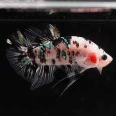 画像8: HMPK　鯉カッパー　変わり柄 (8)