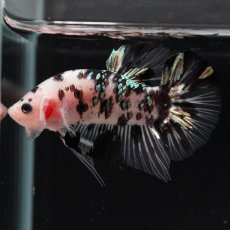 画像3: HMPK　鯉カッパー　変わり柄 (3)