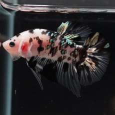 画像1: HMPK　鯉カッパー　変わり柄 (1)