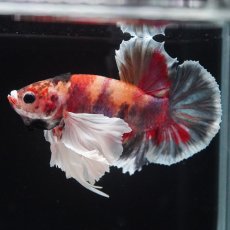 画像6: HMPKダンボ　キャンディ (6)