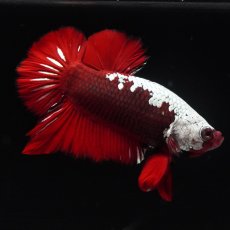 画像6: HMPK　ブラックレッドサムライ (6)